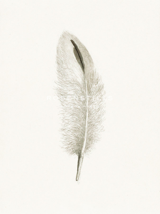Plush Plume - Pure - The Vintage Collection