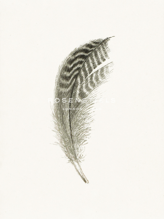 Quavering Quill - Pure - The Vintage Collection
