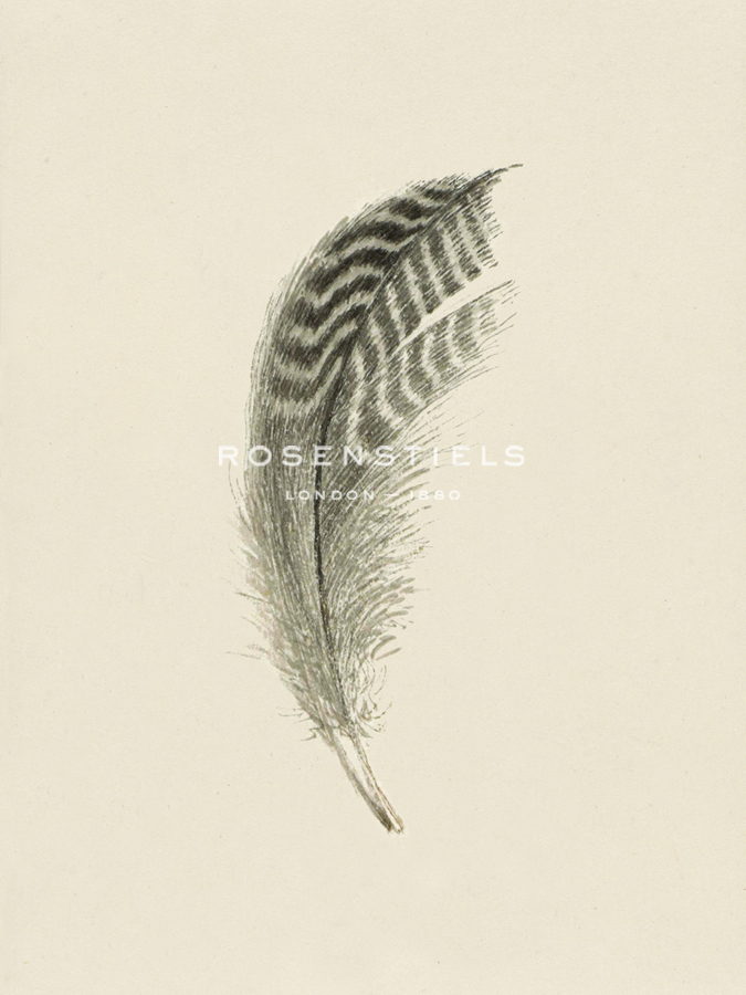 Quavering Quill - The Vintage Collection