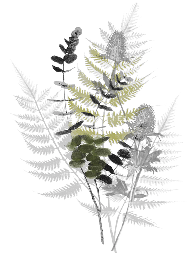 Wild Foliage - Rustic - Collezione Botanica