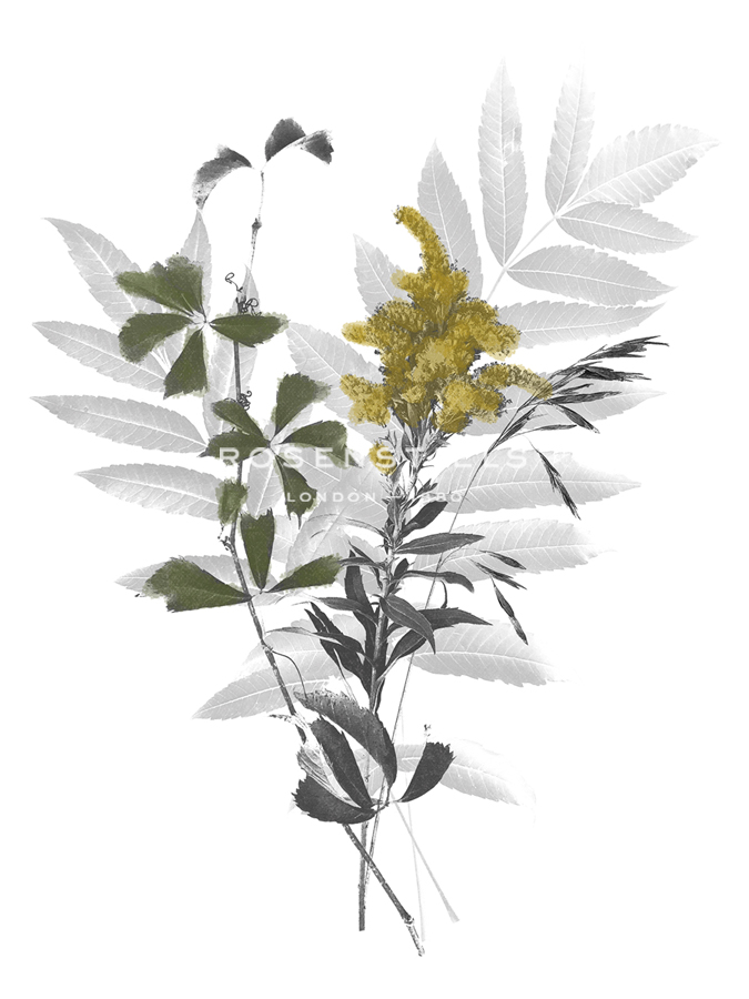 Wild Foliage - Natural - Collezione Botanica