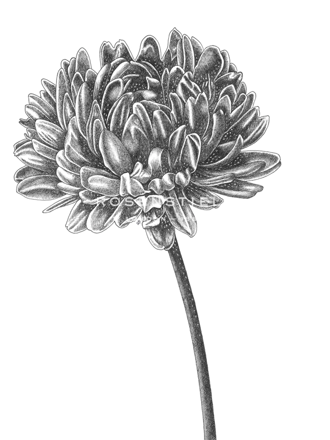 Simple Floral - Bud - Lucy Francis