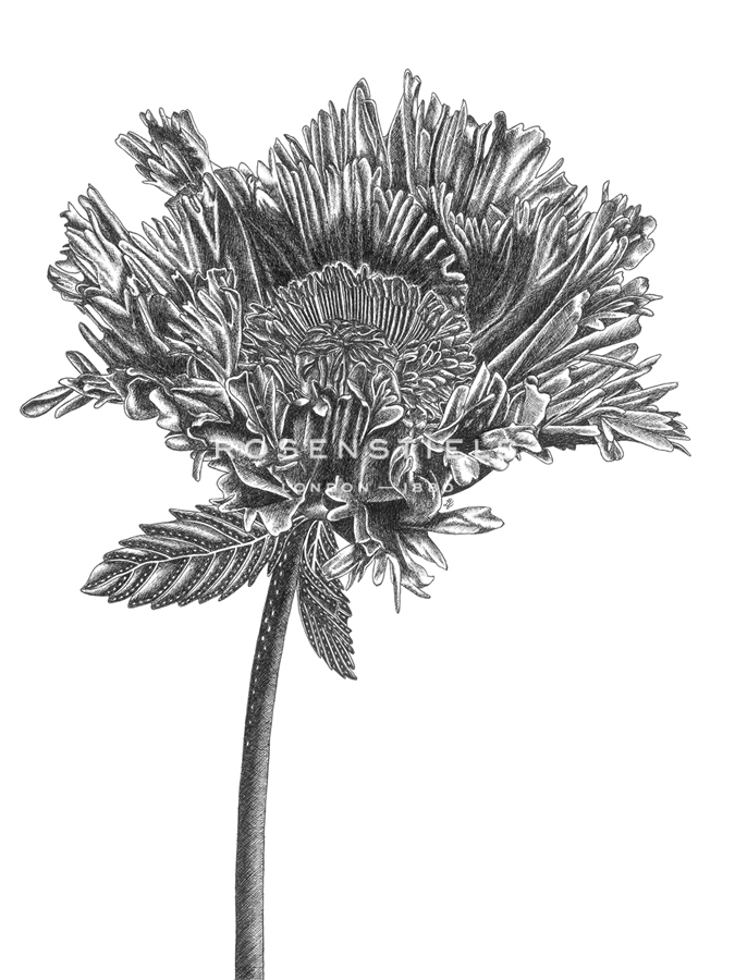 Simple Floral - Grow - Lucy Francis