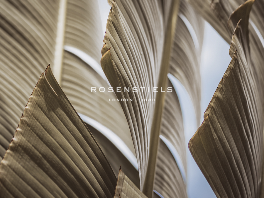 Palm Focus - Florian Schleinig