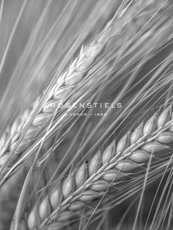 Field Focus - Assaf Frank