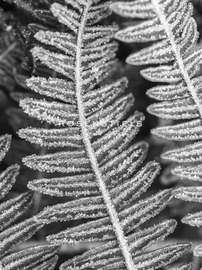 Frosty Focus - Assaf Frank