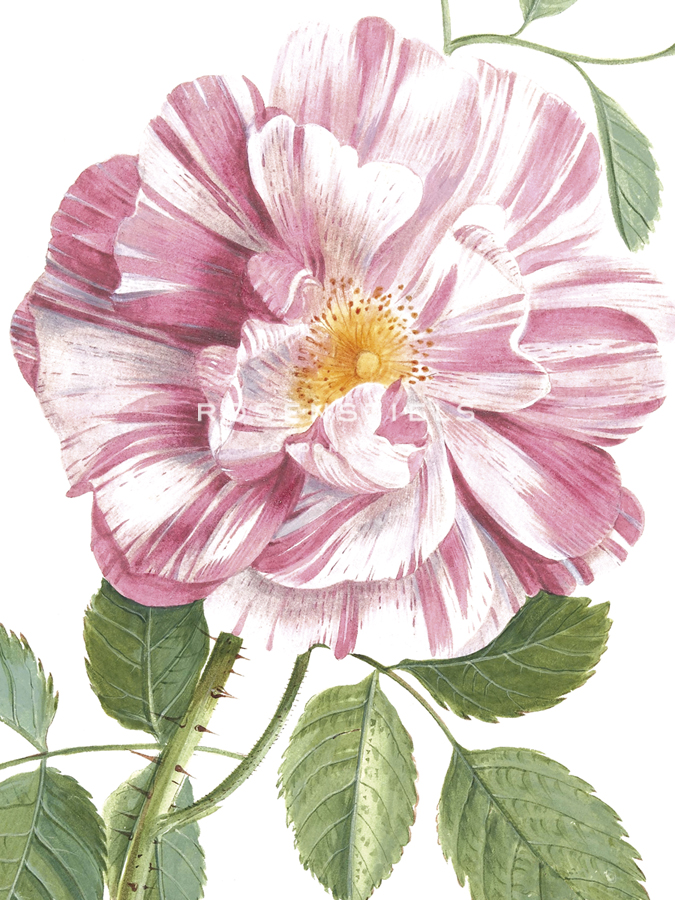 Exquisite Rose - The Vintage Collection