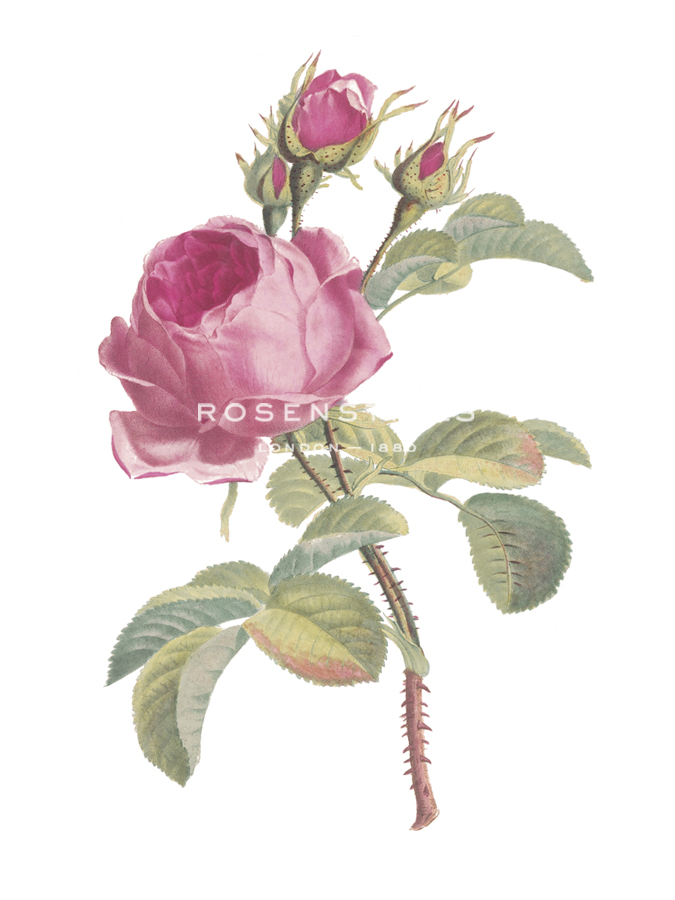 Fragrant Rose - The Vintage Collection