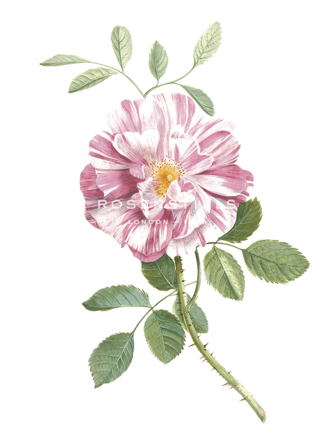 Perfumed Bloom - The Vintage Collection
