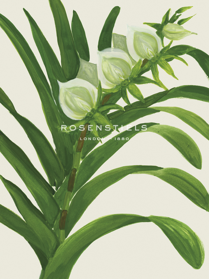 Bold Nature - Orchid - Strawberry Field