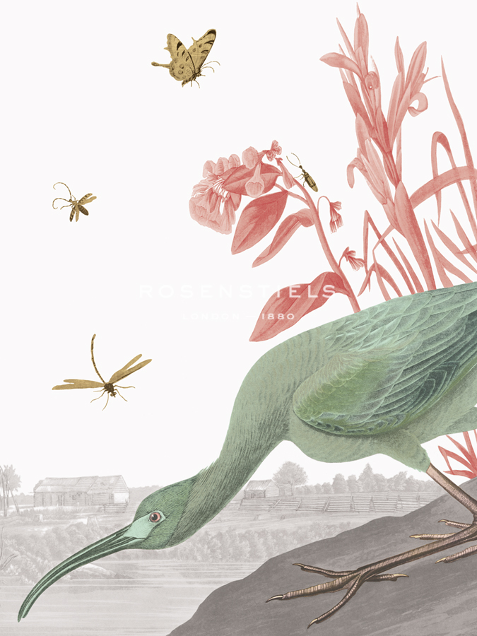 The Glossy Ibis - Tropical - Eccentric Accents