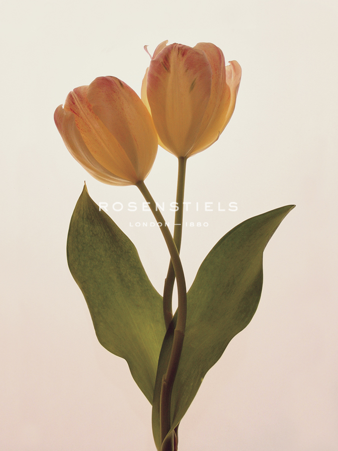 Transparent Beauty II - Katja Marzahn