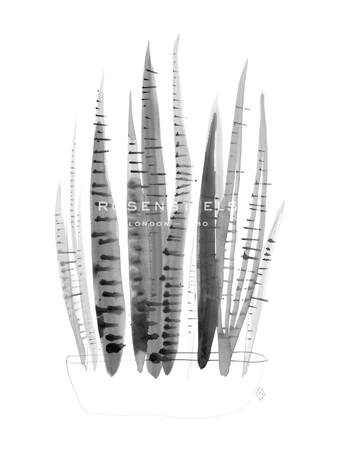 Urban Garden - Dracaena - Kim Colthurst Johnson