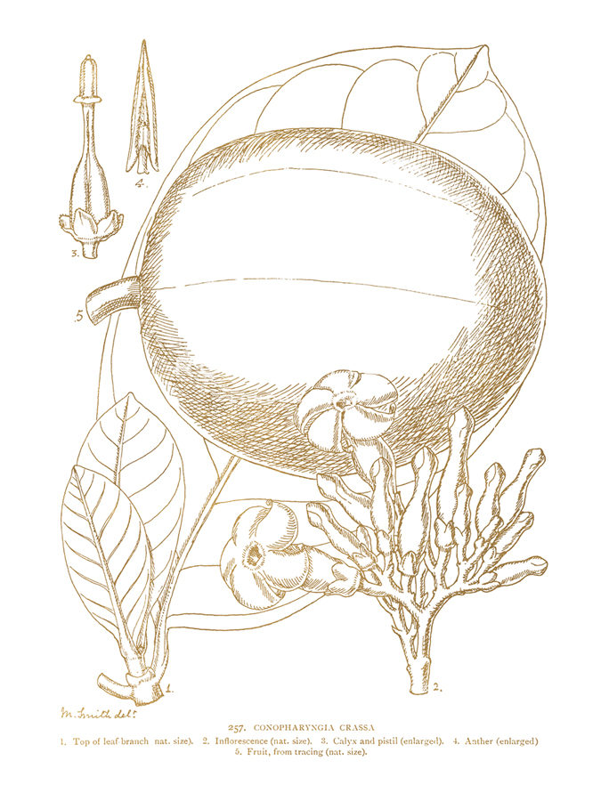 Conopharyngia Crassa - Maria Mendez