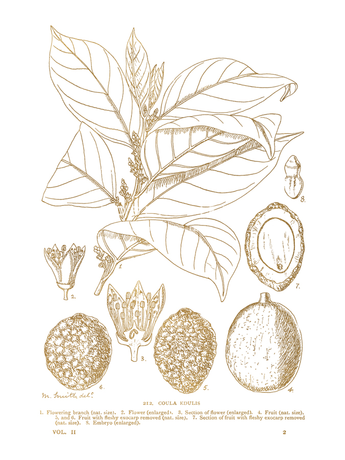 Coula Edulis - Maria Mendez