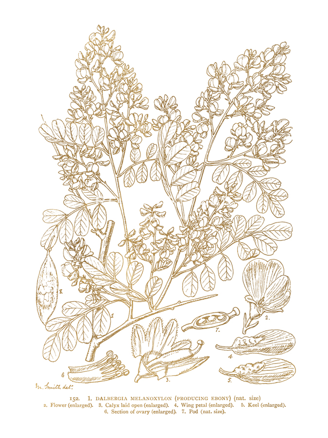 Dalbergia Melanoxylon - Maria Mendez