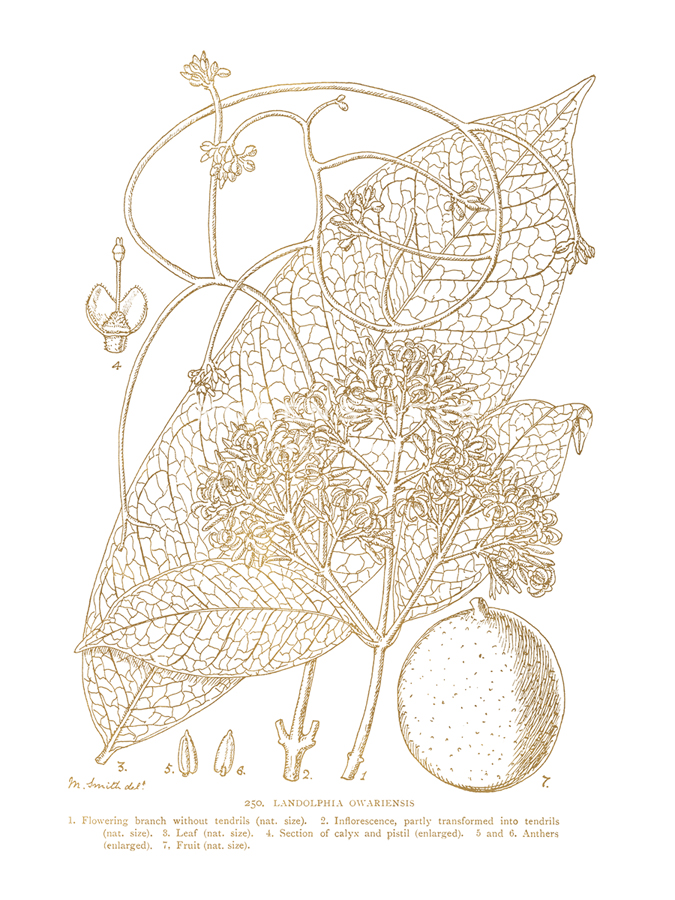 Landolphia Owariensis - Maria Mendez