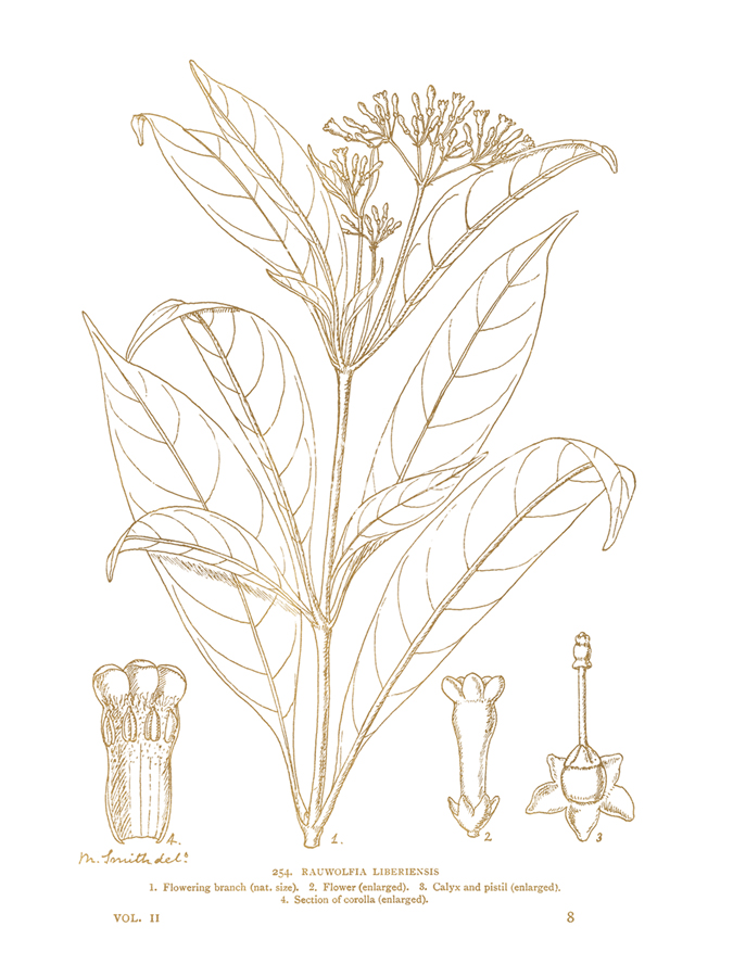 Rauwolfia Liberiensis - Maria Mendez