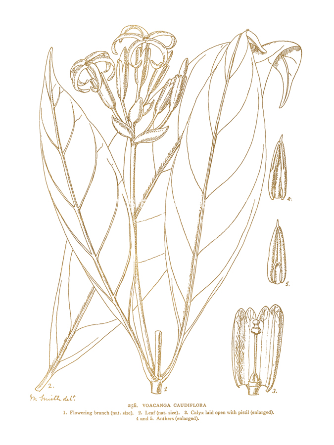 Voacanga Caudiflora - Maria Mendez