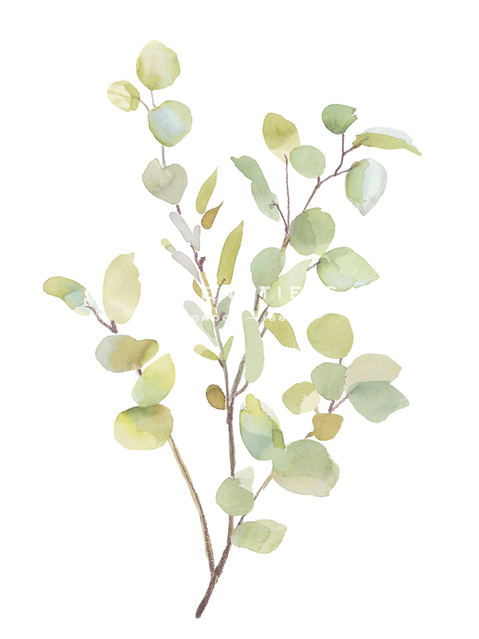 Foliage Spray - Grow - Sandra Jacobs