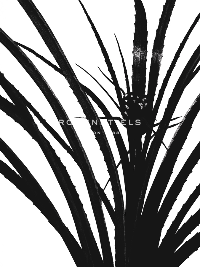 Bromelia Karatas - Noir - Pierre Joseph Redoute