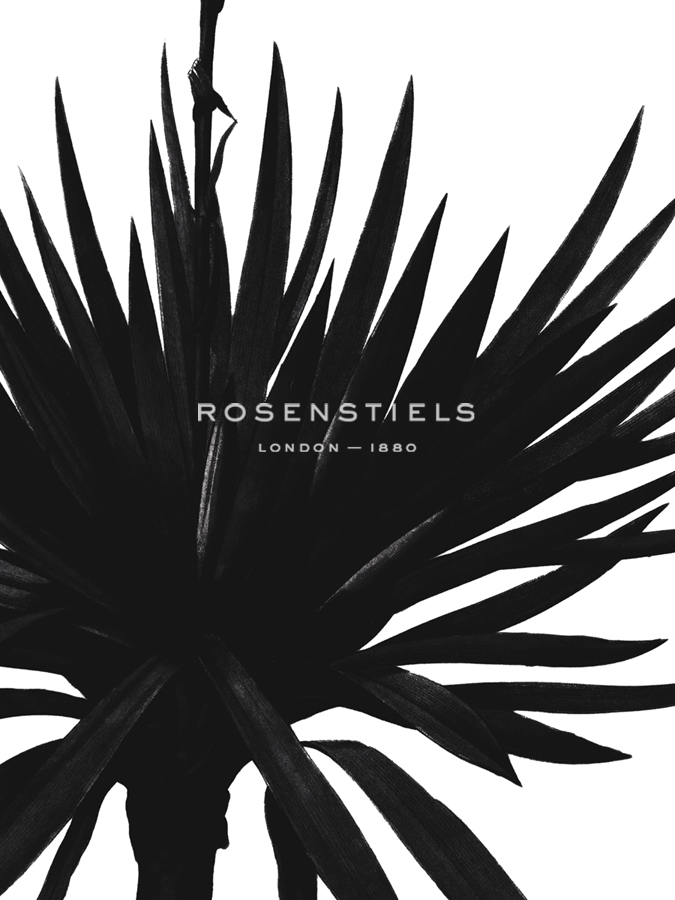 Yucca Gloriosa - Noir - Pierre Joseph Redoute