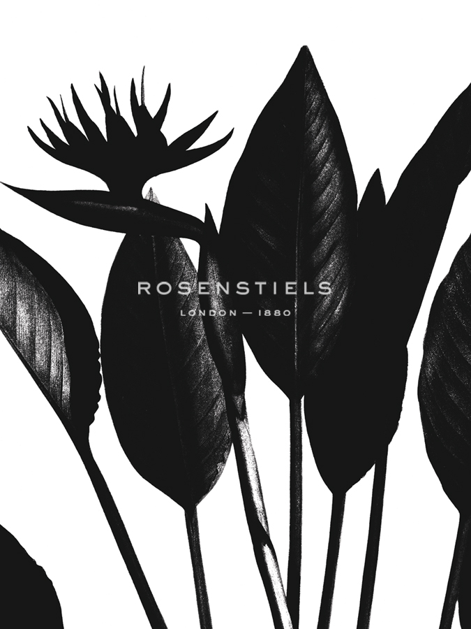 Strelitzia Regina - Noir - Pierre Joseph Redoute