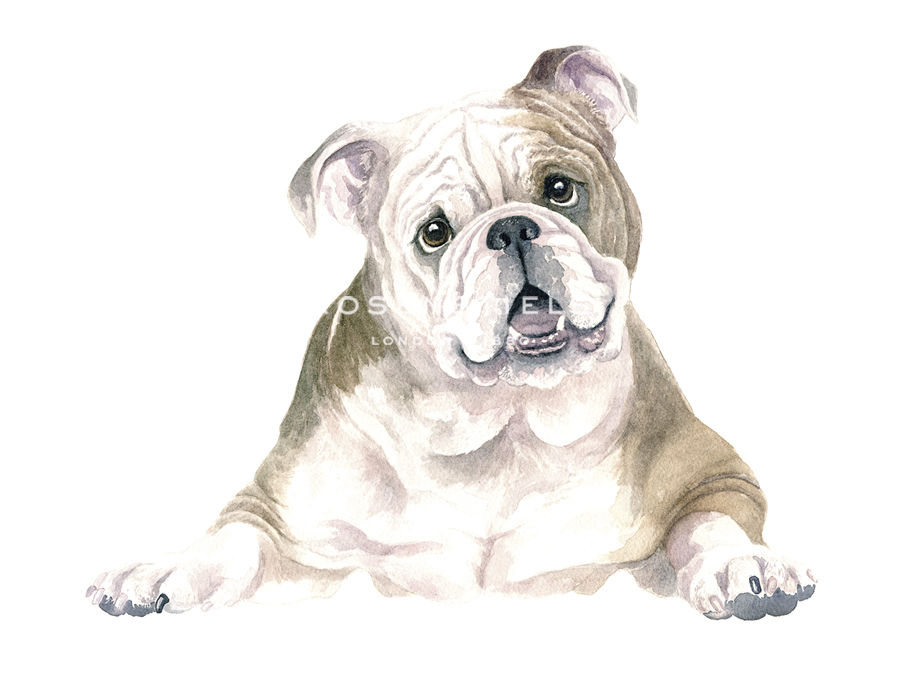 Bruno The Bulldog - Janie Howe