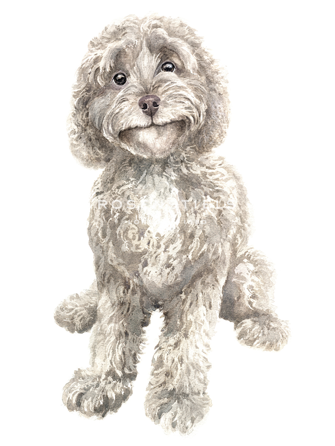 Coco The Cockapoo - Janie Howe