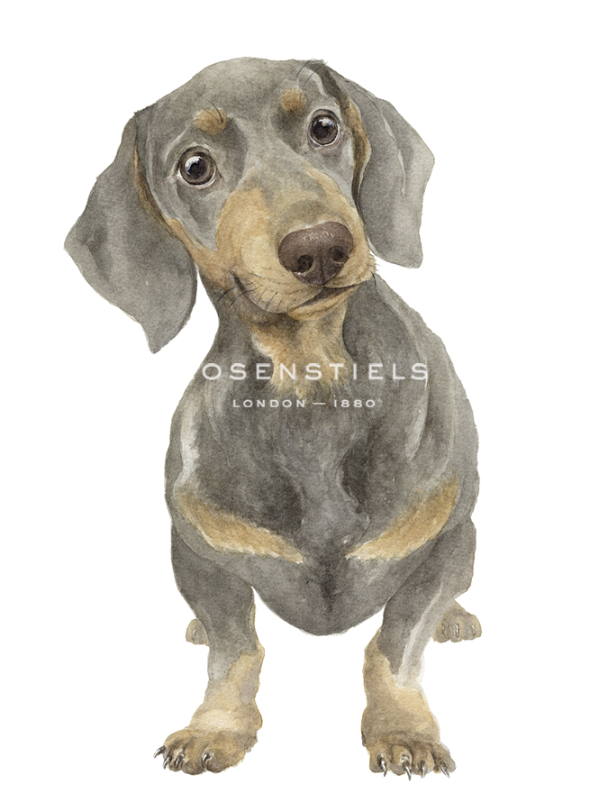 Daphne The Dachshund - Janie Howe