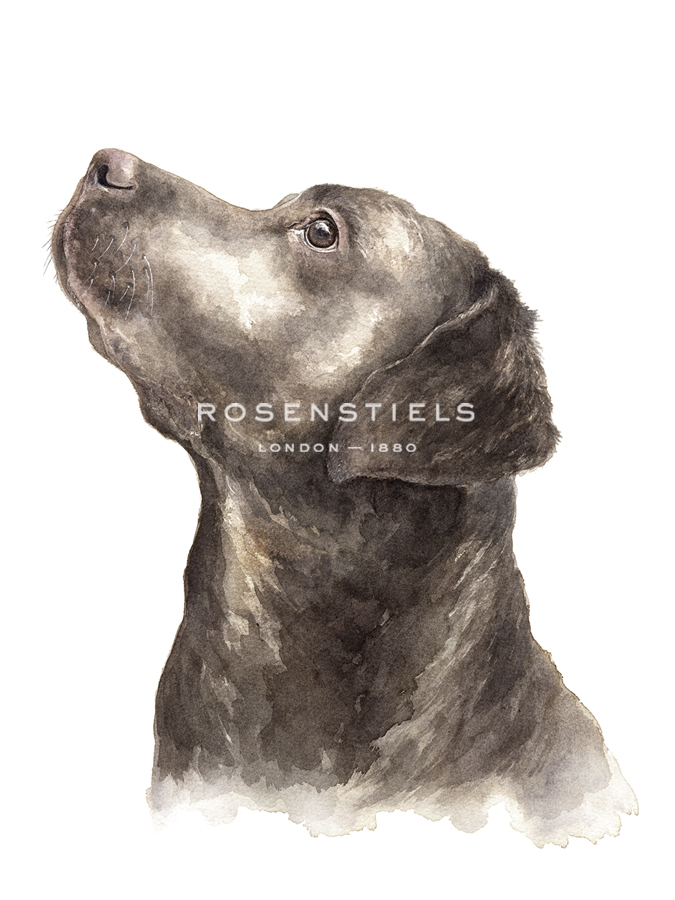 Layla The Labrador - Janie Howe