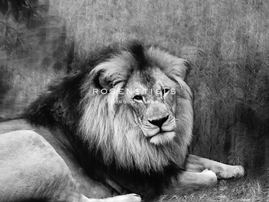 Lionheart - Bobbie Goodrich