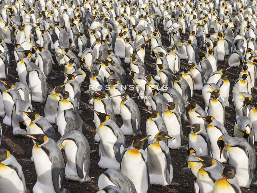 Penguin Parade - Martin Zwick