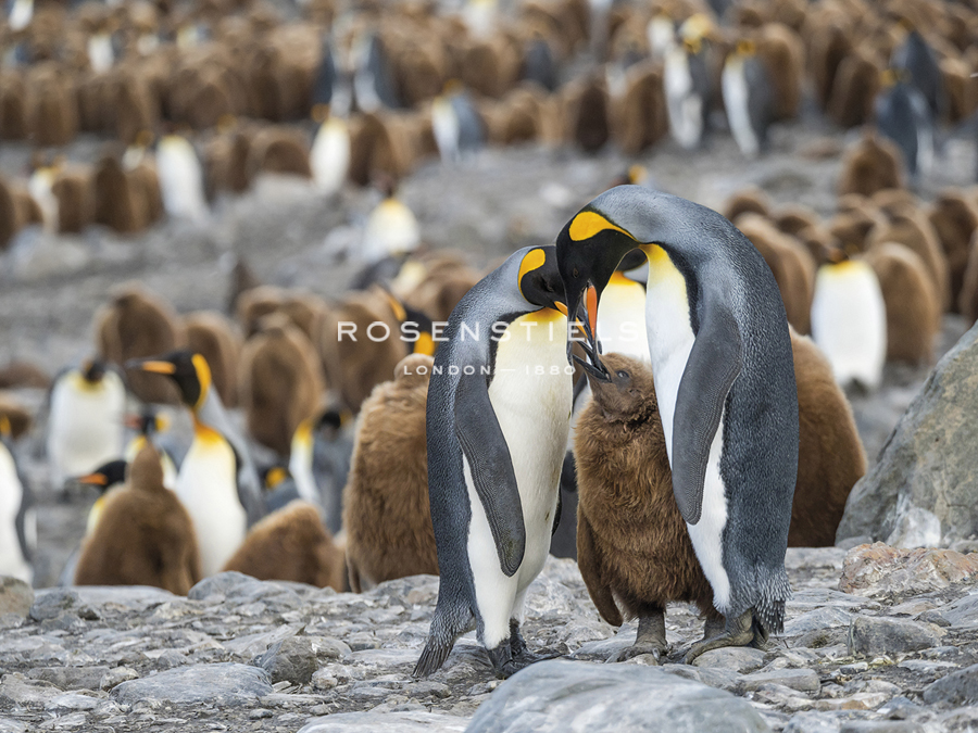 Penguin Family - Martin Zwick