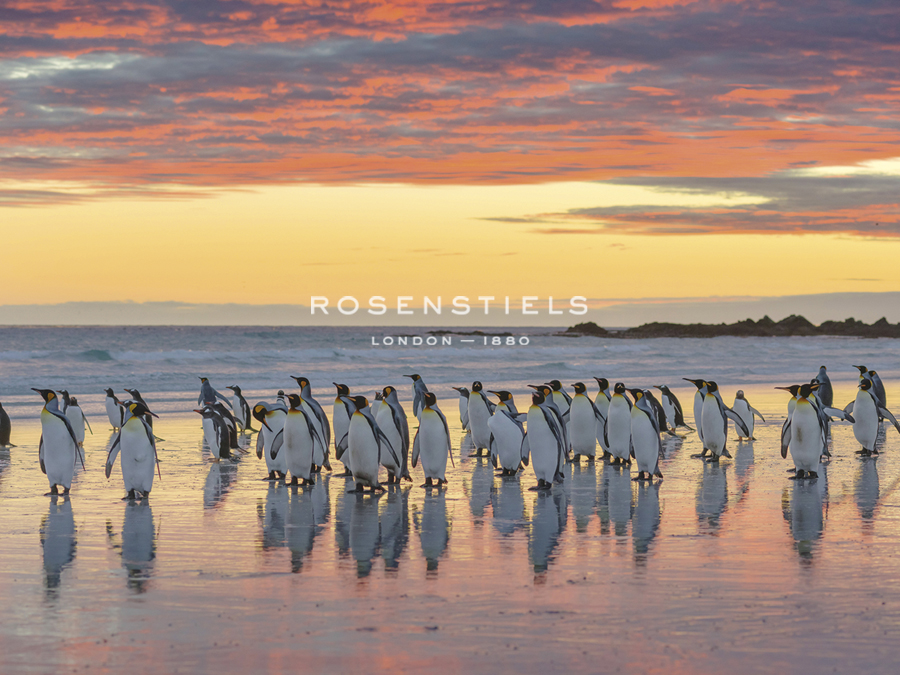 Penguin Procession - Martin Zwick