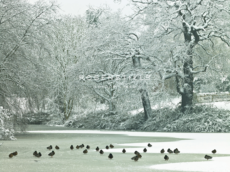 Winter's Pond - Assaf Frank
