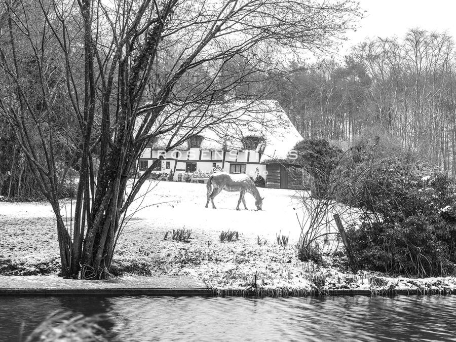 Winter's Glade - Assaf Frank