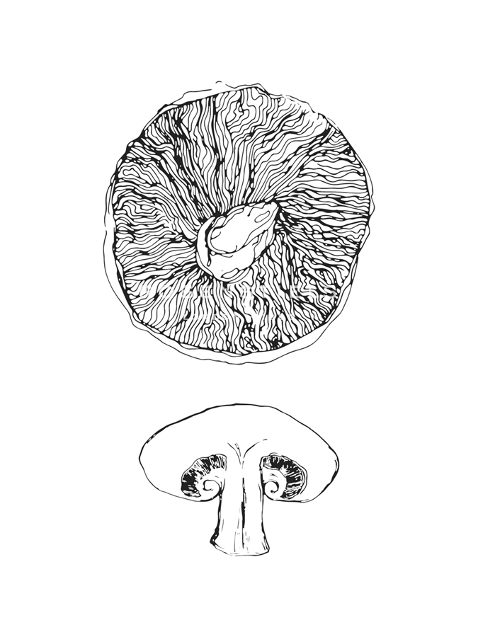 Foraged Funghi - Maria Mendez