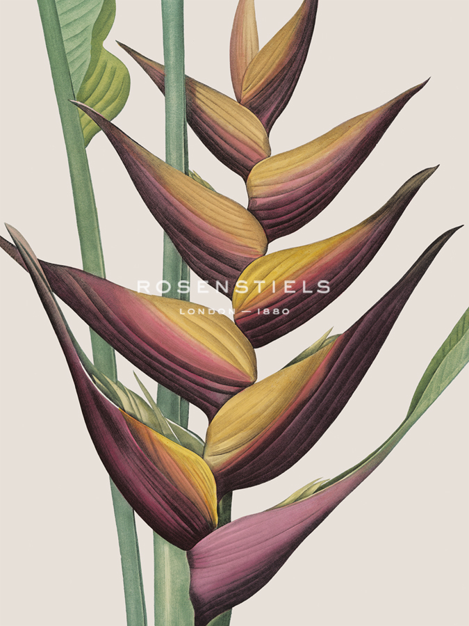 Heliconia Humilis - Pierre Joseph Redoute