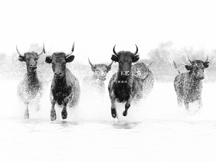Cattle Caper - Tim Mannakee