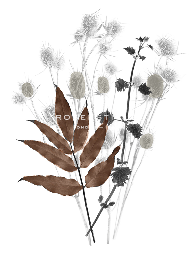 Forest Finds - Harvest - Collezione Botanica