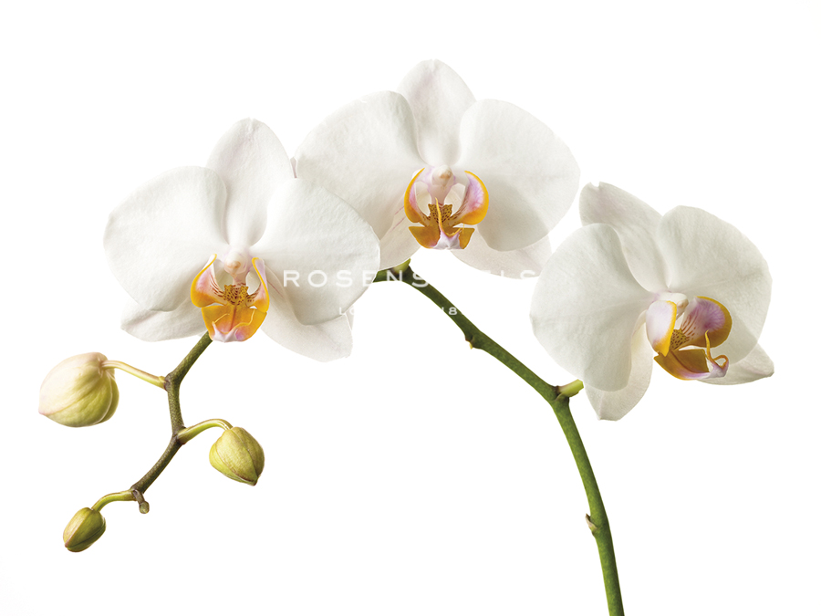 Floral Zest - Assaf Frank