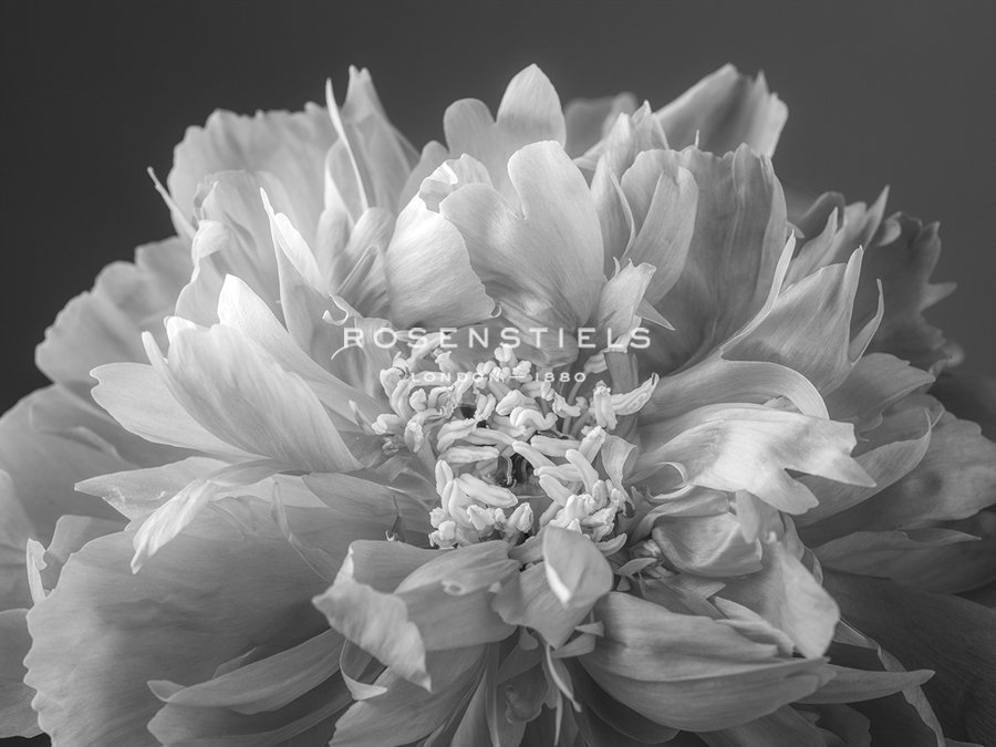 Floret Focus - Assaf Frank