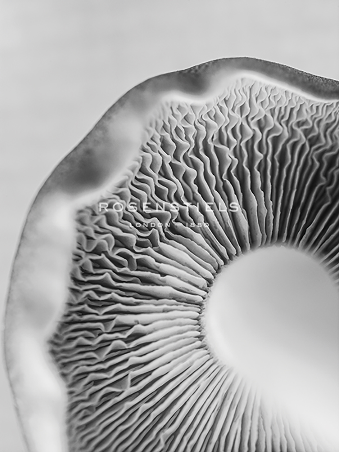 Funghi Focus - Assaf Frank