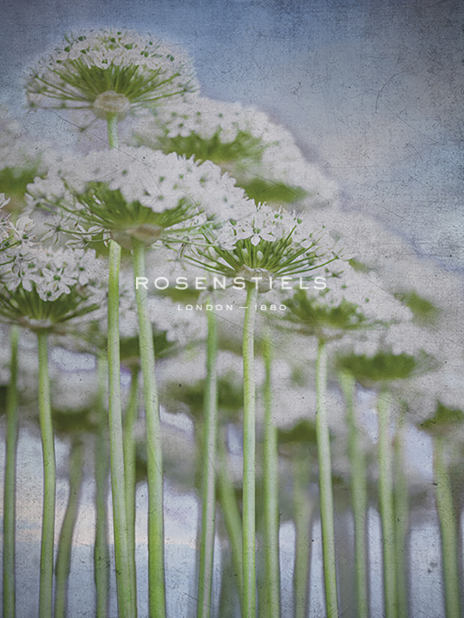 Allium Lavender - Assaf Frank