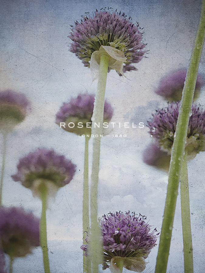 Allium Violet - Assaf Frank