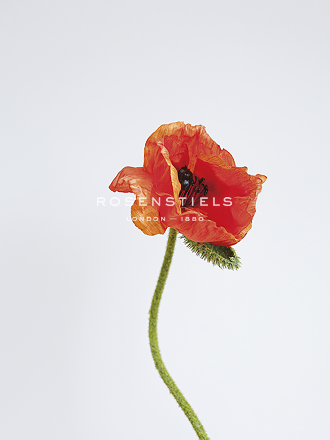 Singular Poppy - Grace - Sarah Hart Morgan