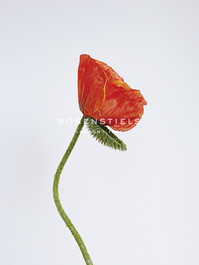 Singular Poppy - Style - Sarah Hart Morgan