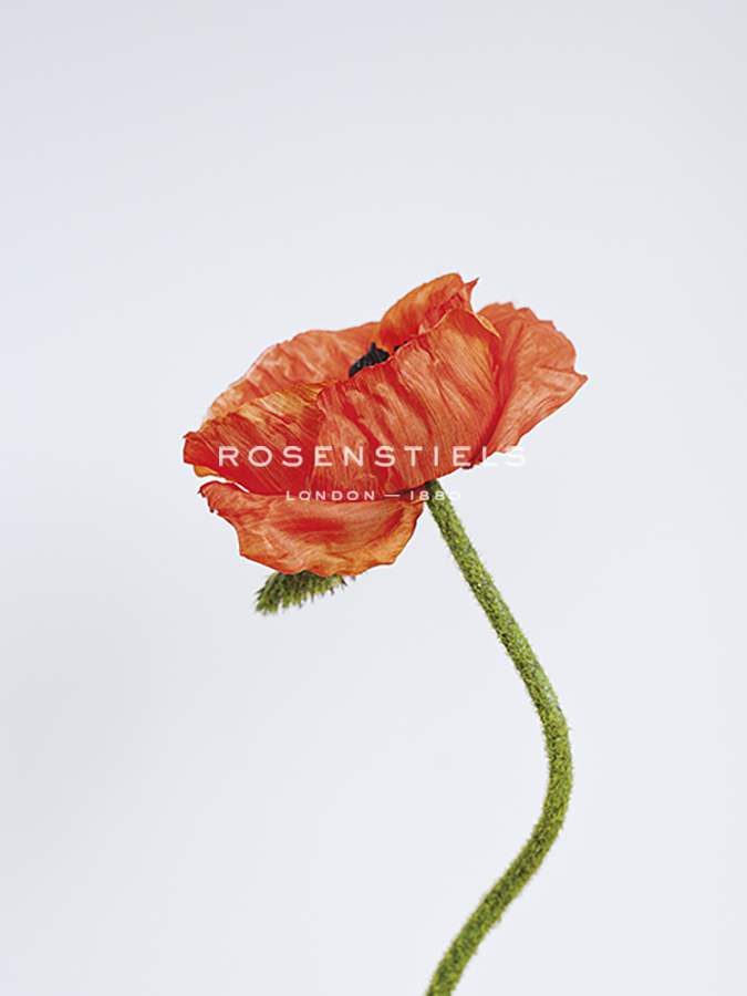 Singular Poppy - Beauty - Sarah Hart Morgan