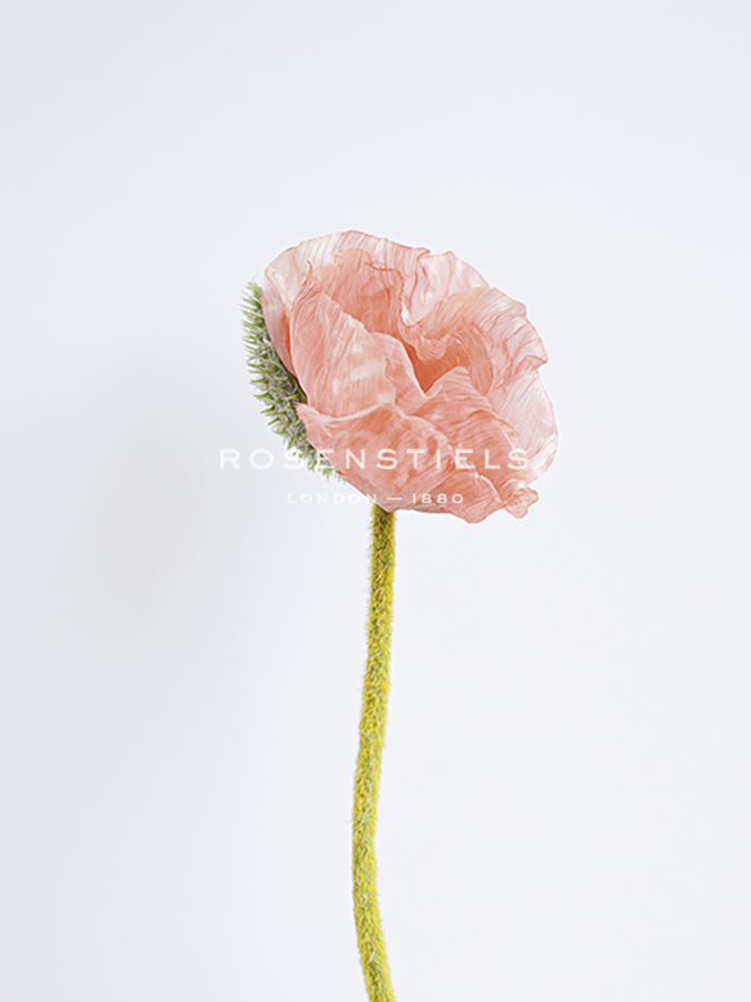 Solo Bloom - Thrive - Sarah Hart Morgan